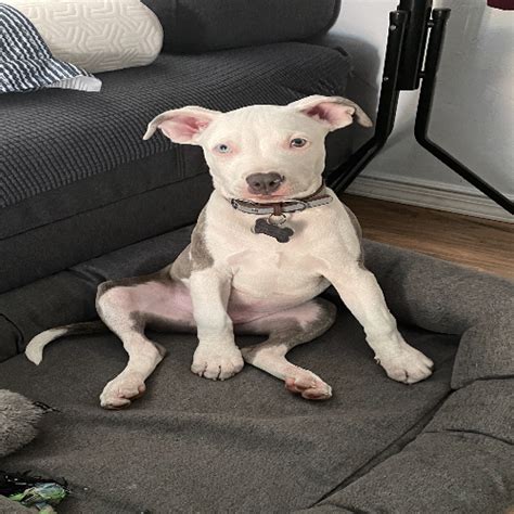 Pitbull dad:pitbull/husky if interested contact chris show contact info. Adopt a Pit Bull puppy near San Francisco, CA | Get Your Pet