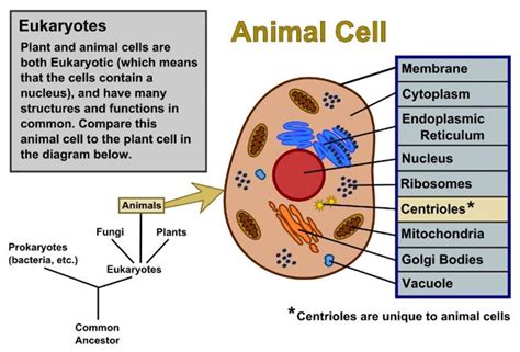 What are the differences between plant and animal organelles. Differences Between Animal and Plant Cell