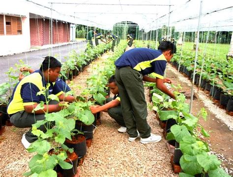 Setelah itu bajak lahan dengan proses penanaman padi sebaiknya dilakukan dengan kondisi lahan tidak tergenang dengan air. FERTIGASI LIMAHA: PROJEK INOVASI PENGAJARAN DAN ...