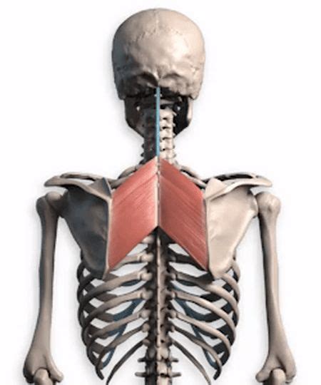 Learn about human anatomy muscles with free interactive flashcards. How to Draw Upper Back Muscles - Anatomy and Motion in 2020 | Upper back muscles, Anatomy for ...