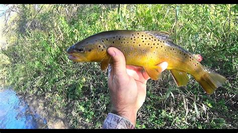 Fishing on orfű, orfu, hungary. Wisconsin Trout Fishing - 10/9/2019 - YouTube