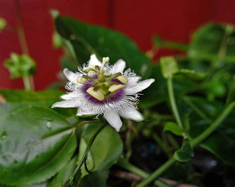 Passion flower is a beautiful flower, which can be found in both wild and cultivated varieties. Last Lilikoi Flower of the Season Photograph by Heidi ...