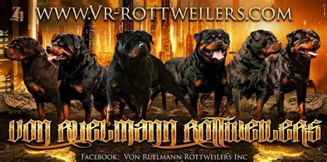 For sale, i have 4 female german rottweiler. Von Ruelmann Rottweilers inc - German Rottweiler Puppies ...