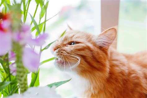 Peace lilies are toxic to both dogs and cats. Beware Of Lily Poisoning—One Bite Could Kill Your Cat ...