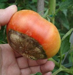 However, despite being easy to grow, there are many tomato plant diseases and treatments available. Identifying Tomato Diseases… | Vita Gardens
