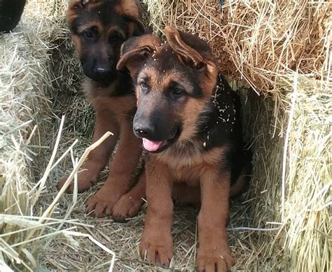 Breed of large shepherd dogs used in police work and as a guide for the blind. German Shepherd Puppies for Sale in California. Breeder in ...