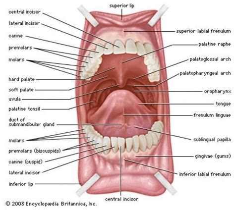 Developments in science and engineering lead to changes in materials technology. Under Tongue Diagram | Dental anatomy, Oral anatomy ...