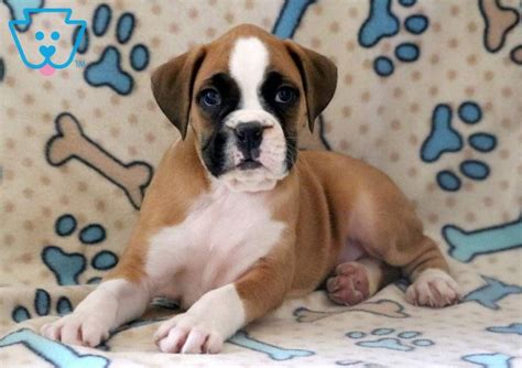 ✅ how much does it cost to own a dog in. Scruffy in 2020 (With images) | Boxer puppies for sale ...
