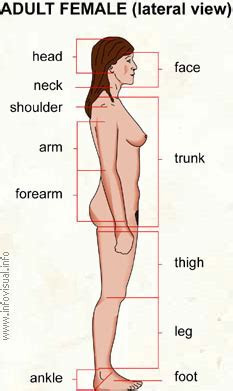 Anatomical lines of the body. All Categories - Physics and the secret atomic English ...