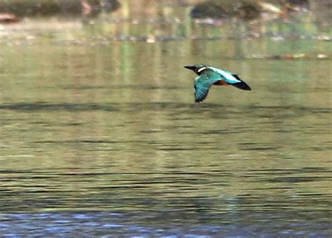 Maybe you would like to learn more about one of these? #MyPicturePost: A #Kingfisher flies past at lighting speed ...