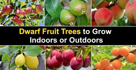 We did not find results for: Dwarf Fruit Trees to Grow Indoors or Outdoors (With Pictures)