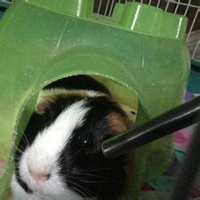 Feb 22, 2018 · pigs can bite when they are scared, unhappy or in pain. How to Get Your Guinea Pig to Stop Biting You: 11 Steps