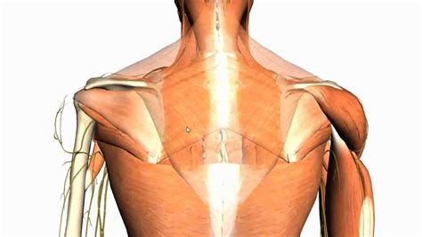 They originate from the vertebral column and attach to the bones of the shoulder. Extrinsic muscles of the back - Anatomy Tutorial - YouTube