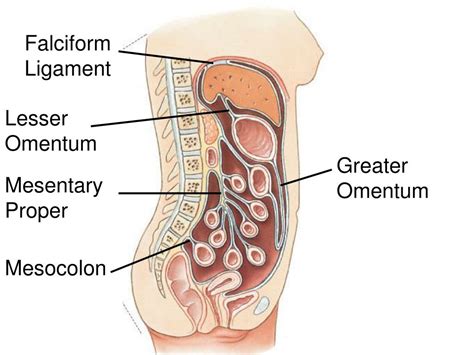 In its free border the presence of the thick round ligament was this lobe was more or less disseminated. PPT - Lect 17Digestive Gastrointestinal Tract Accessory ...