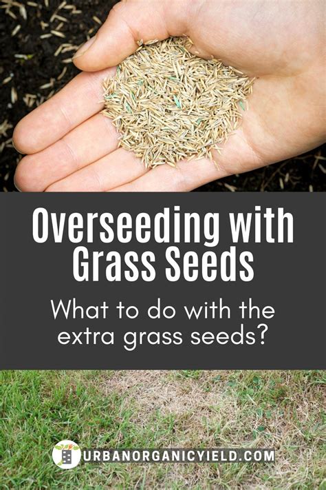 For some of you, simply overseeding will do the trick, but if you have bare spots on your lawn you may need to think about using a grass patch. What to Do With Extra Grass Seeds When Overseeding Your Lawn in 2020 | Grass seed, Planting ...