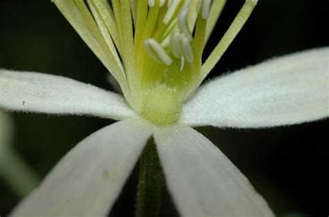 Maybe you would like to learn more about one of these? Clematis lasiantha (Ranunculaceae) image 11948 at ...