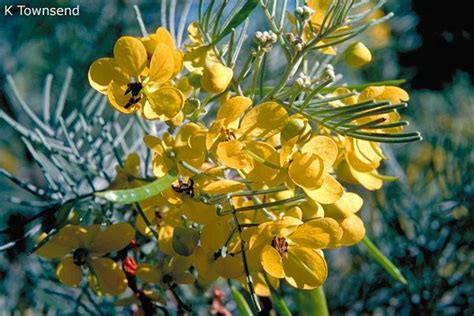 Other common names include silver senna. Senna artemisioides - Alchetron, The Free Social Encyclopedia
