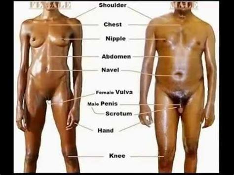 3d viewer is not available. Female & male anatomy - YouTube