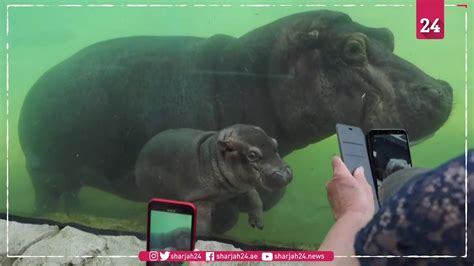 Last week, the baby hippo took her first bath. Beauval Zoo witnesses first birth of baby hippopotamus ...