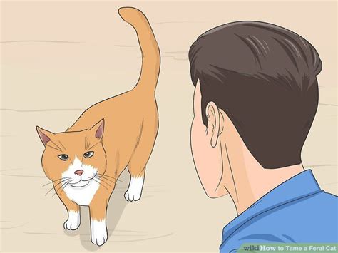 It is a primary step you need to follow before. How to Tame a Feral Cat: 14 Steps (with Pictures) in 2020 ...