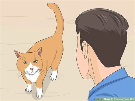 Cats are animals that seek pleasure and attention she says. How to Tame a Feral Cat: 14 Steps (with Pictures) in 2020 ...