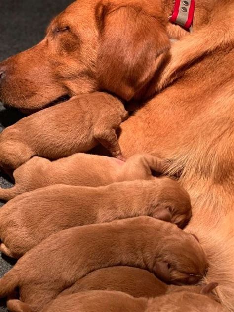 Southwind labradors have both fox red and yellow lab puppies for sale. Kimber & Blue's Puppies 2019: They are Here! | Puppies ...