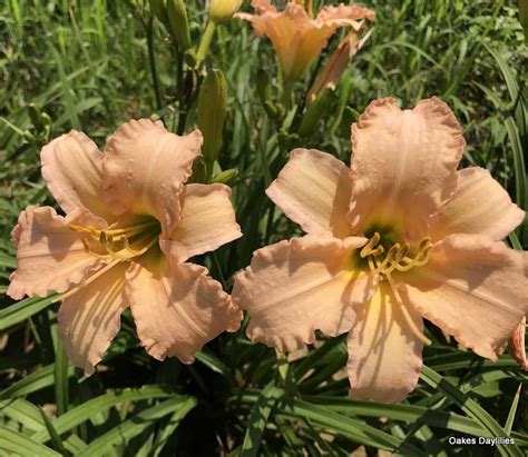 Adorable (2) double yellow blooms with shots of red. STELLA'S RUFFLED FINGERS - Oakes Daylilies