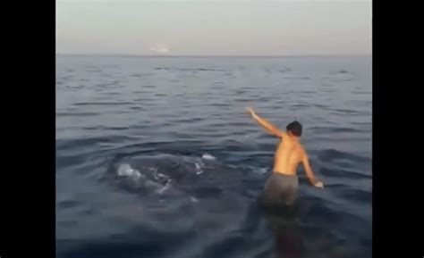 Michael packard, pescatore subacqueo di aragoste in massachusetts, negli stati uniti, è stato inghiottito da una balenottera azzura a cape cod. Cammina sul dorso di una balena: la bravata di un giovane ...