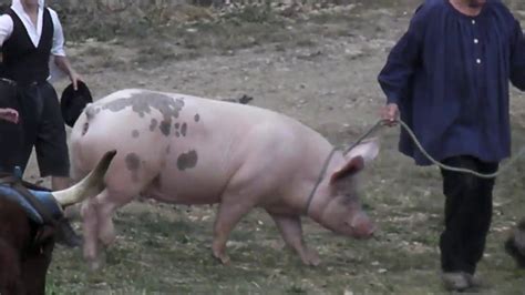 De la zoophile avec un porc enculant son. Filmer des cochons ? Un cochon truffier ? En voir un devient difficile vidéo avec un cochon ...