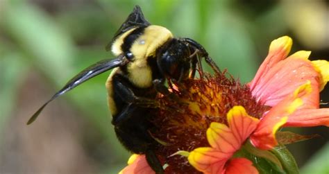 Another pest removal procedure is to agitate and vacuum the carpenter bees. Carpenter Bees Bore Problems - UF/IFAS Extension Franklin ...