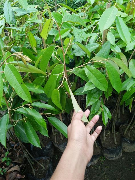 Manis, legit, lembut serta daging tebal dan berbiji kecil merupakan ciri khas buah durian musangking asli. Terkeren 17+ Gambar Daun Durian Musang King - Richa Gambar