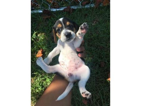 Look at pictures of beagle puppies in texas who need a home. Beagle puppies in Fayetteville, North Carolina - Puppies for Sale Near Me