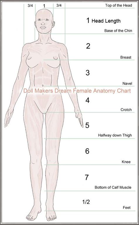 Growth and proportions of children, one illustration from children's proportions for artists. Female Anatomy | Female anatomy, Anatomy for artists, Doll ...