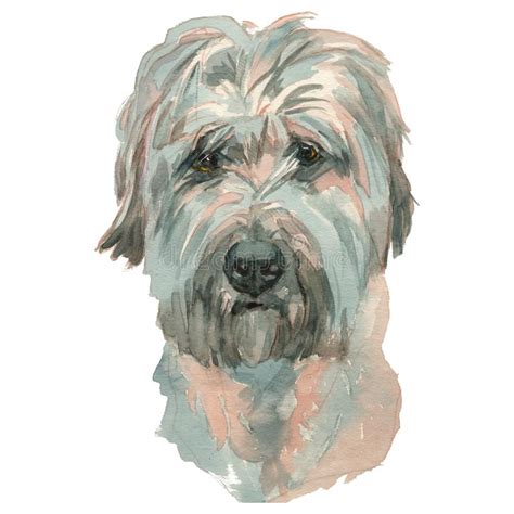 The sapsali is a large purebred that originated in south korea. The Sapsali Dog Watercolor Hand Painted Dog Portrait Stock ...