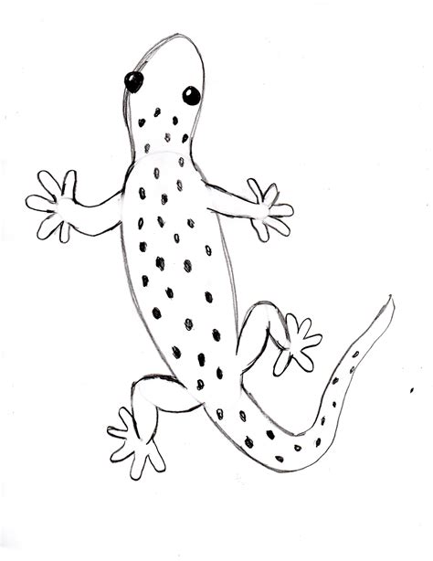 Draw a star shape below the head for the first hand. Draw a Gecko Step by Step - Samantha Bell