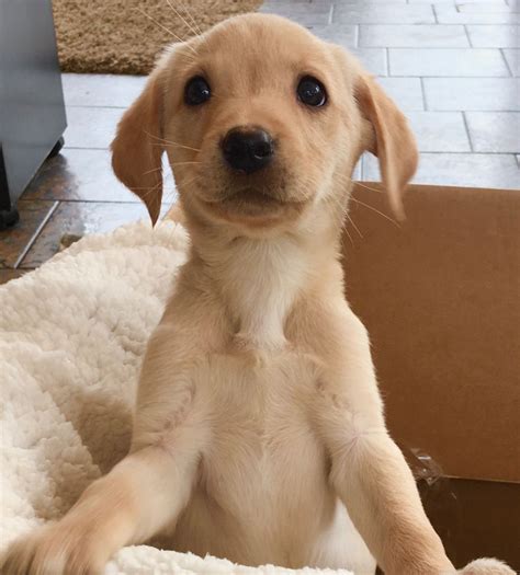 My labradors are registered with the american kennel club and have all the proper clearances for breeding. Kennel Club reg Yellow Labrador puppies | Leyland ...