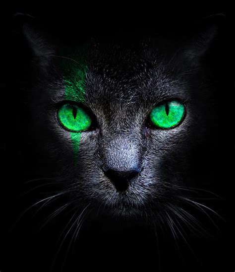 Sort by relevance, rating, and more to find the best full length femdom movies! Black Cat on Behance