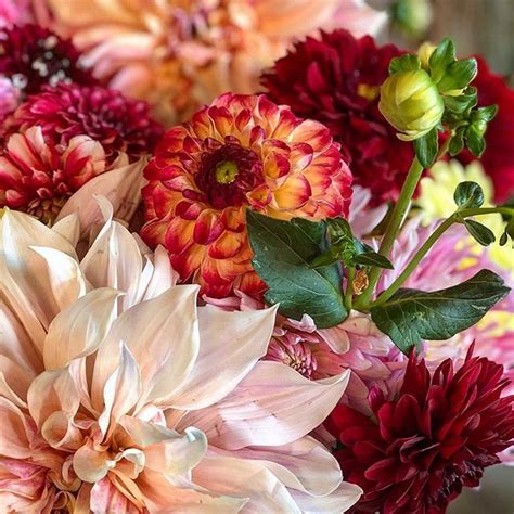 Same day florist flower delivery satisfaction guaranteed 800.756.6023 my account shopping cart(0). Fall flowers, so enchanting. 😍 . image shared my the ...