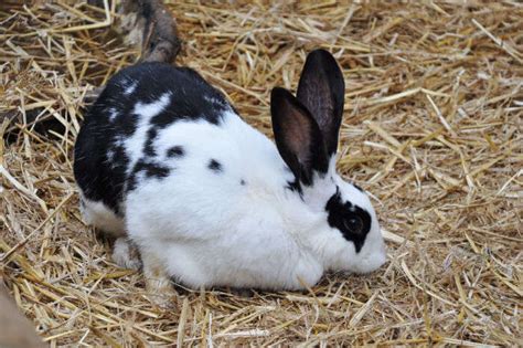 Sudah pernah mengunjungi bukit tinggi rabbit farm? 11 Awesome Places To Visit In Bukit Tinggi Malaysia In 2021