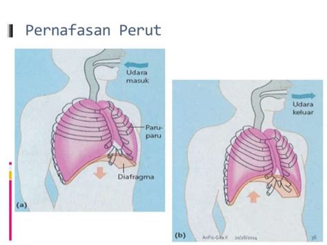 Proses pernafasan manusia, biologi sma, kelas xi, yosi skanda mirza. Pernapasan Perut | Pengertian ILMU