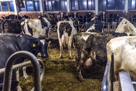 Doch seit wann konsumiert der mensch überhaupt milch von kühen und anderen tieren? Milch bedeutet immer Leid - ARIWA