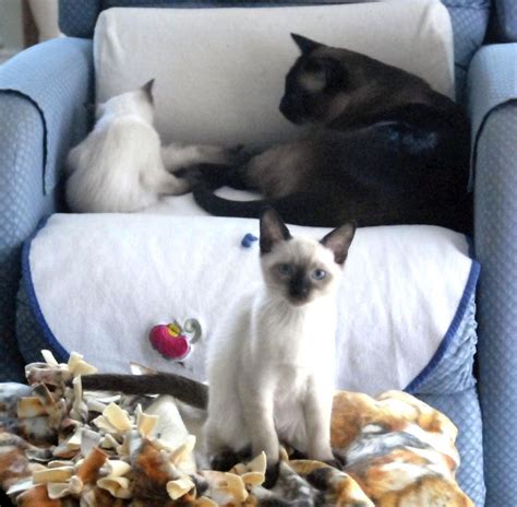 The gang's all here. | Siamese cats, Kitty, Abyssinian