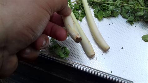 That includes pests, diseases, propagation, harvesting, until storing the herbs. How to grow lemongrass from stalks bought at the ...