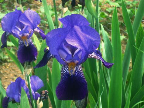 Steht der bevölkerung ganzjährig als stätte der bildung und als erholungsraum zur verfügung. botanischer Garten Ulm Foto & Bild | pflanzen, pilze ...