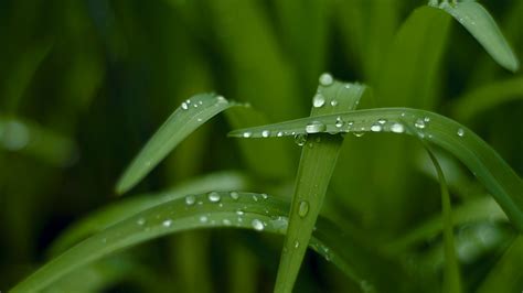 Download hd wallpapers for free on unsplash. Wallpaper Grass, HD, 4k wallpaper, macro, drops, green ...