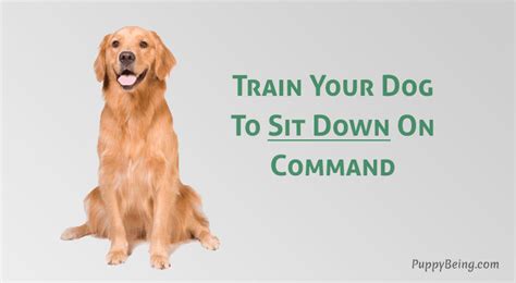 Feb 24, 2020 · teaching the sit command to your dog is usually quite simple, as dogs tend to sit naturally. How To Teach A Dog To Sit On Command - Simple Training Steps