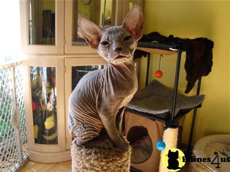 All deposits to hold kittens are nonrefundable. Sphynx Kitten for Sale: Hairless Black Don Sphynx girl ...