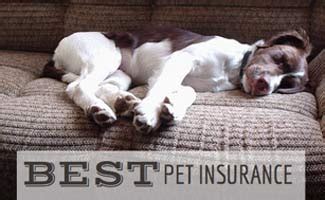 Pets best is a pet insurance company for dogs and cats that was founded in 2005. Best Pet Insurance: Questions to Ask Before Choosing A ...