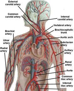 Artery and vein labeling, blood vessel models. Vascular System Models - Arteries, Veins, Blood Cells ...