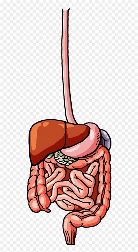 Here you can explore hq digestive system transparent illustrations, icons and clipart with filter setting like size, type, color etc. Female Digestive System - Illustration Clipart (#3755027 ...